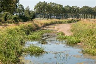 Vissterfte vanwege hitte