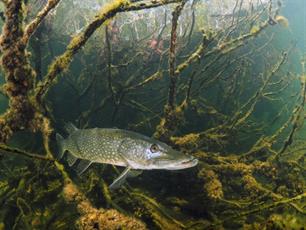 Visvriendelijk malen