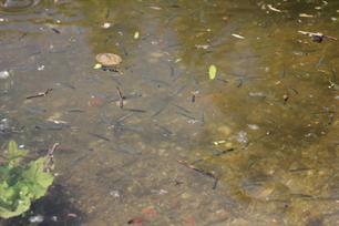 Visvriendelijk verontdiepen