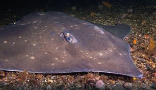 Vleet: voorzichtig herstel?