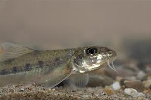 Vliegende schotels voor vissen