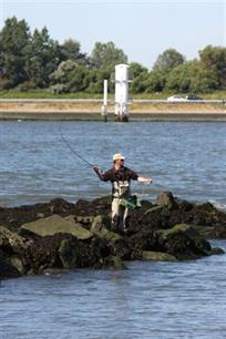 Vliegvissen - Ook zeerovers voor ónze kust!
