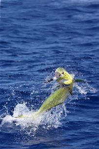 Vliegvissen : terug naar de basis van het vissen