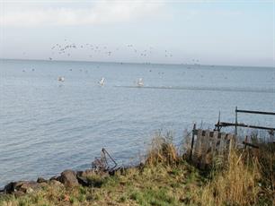 Voer en vis verdwijnen uit Friese wateren