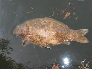 Voorjaarssterfte van karper