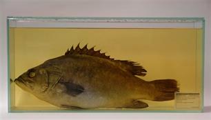 Vreemde vissen uit de Noordzee