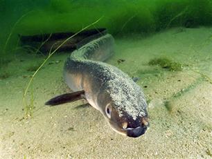 Vrij baan voor schieraal : Wering en geleiding van schieraal bij gemalen