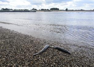 Vrijwilligers gezocht: onderzoek naar beschadigde riviervissen