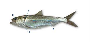 Vrijwilligers gezocht voor het in kaart brengen van paaiende fint