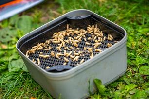 Vuurdoop: Guru Maggot Riddle