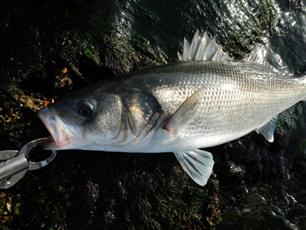 Vuurdoop - lipgrip, ja of nee?