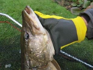 Vuurdoop - Sea Grip Tooth Proof