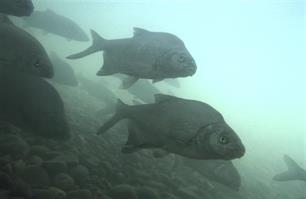 Waar blijft de brasem?