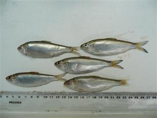 Wachten op de eerste meivis