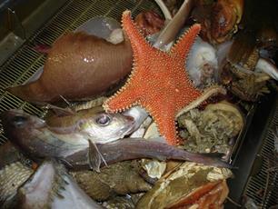 Wageningen UR wetenschappelijk centrum voor vis