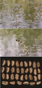 Wat de vis eet zal hij zaaien