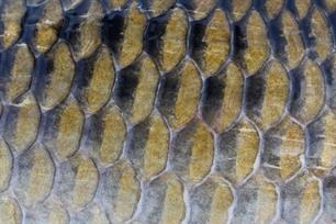 Wat schubben vertellen