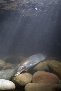 Waterkrachtcentrales bedreigen wereldwijd vismigratie : Herman Wanningen: "we moeten nu keuzes maken"