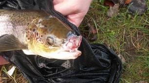 Waterkrachtcentrales veroorzaken schade aan vissen (video)