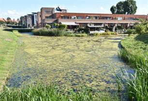 Waterplanten: lust en last