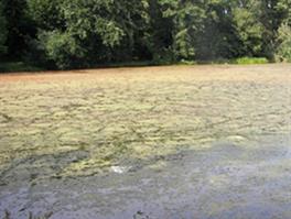 Waterplantenprobleem