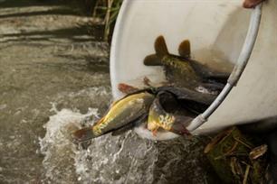 Waterschap Vechtstromen geeft toestemming karperuitzet