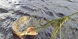 Wegvangen snoek met netten zwaar onder druk in Ierland (video)