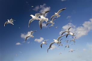 Wie het kleine niet eert