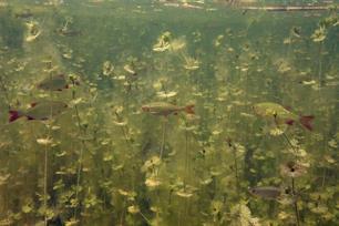 Wie het kleine niet eert