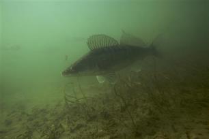Wil de laatste snoekbaars het licht uitdoen