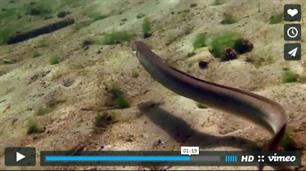 Wildernis onder Water gemist? (video)