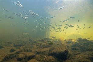 Wildwaterbaan voor vissen