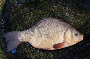 Winnaars MijnVISmaat kroeskarper actie