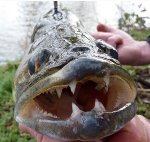 Winnaars MijnVISmaat snoekbaarsactie