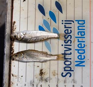 Winnaars zeebaars enquête