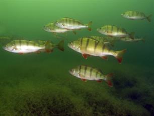 Winterclustering: vissen kijken door het ijs (video)