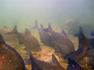 Wintergedrag brasems onderzocht