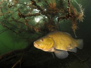 Winterverblijf tussen de takken