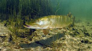 Wist je dat: als een snoek op zolder