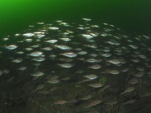 Wist je dat: armeluis kabeljauw