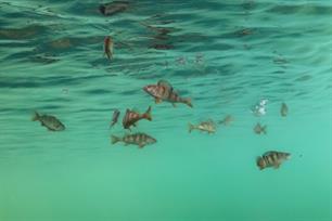 Wist je dat? Baarzen samen jagen