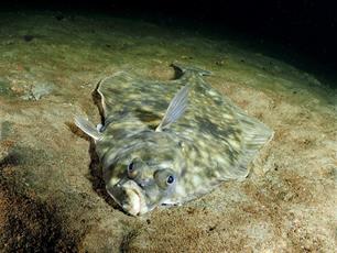 Wist je dat: bot vangen