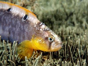 Wist je dat: boter bij de vis