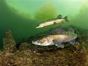 Wist je dat? Concullega's (video)