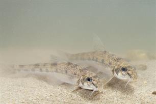 Wist je dat - de witvingrondel