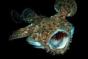 Wist je dat: duivelse slokop