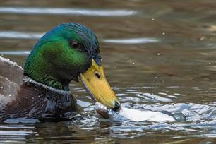 Wist je dat? Eenden en vissen: verrassende interacties langs de waterkant