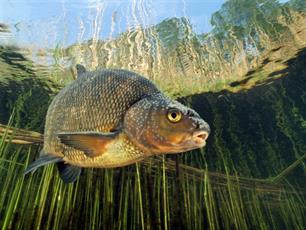 Wist je dat: filter & particulate feeding