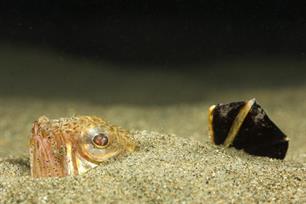 Wist je dat: gifkikkertje