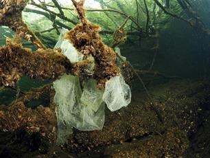 Wist je dat: giftige eieren